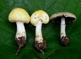 Agaricus auricolor image
