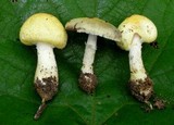 Agaricus auricolor image