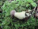 Tylopilus rubrobrunneus image