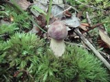 Tylopilus rubrobrunneus image