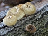 Lentinus bertieri image