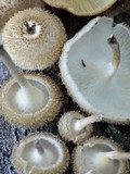 Lentinus bertieri image