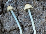 Panaeolus cyanescens image