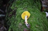 Aureoboletus gentilis image