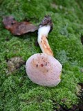 Aureoboletus gentilis image