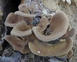 Panus neostrigosus image