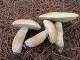 Boletus pseudopinophilus image
