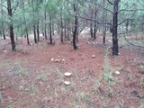 Boletus pseudopinophilus image