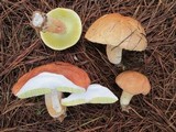 Boletus pseudopinophilus image