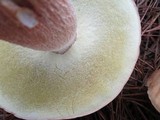 Boletus pseudopinophilus image