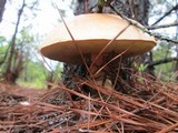 Boletus pseudopinophilus image