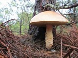 Boletus pseudopinophilus image