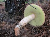 Boletus pseudopinophilus image