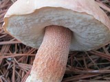 Boletus pseudopinophilus image