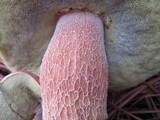 Boletus pseudopinophilus image