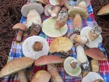 Boletus pseudopinophilus image