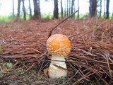 Amanita persicina image