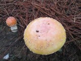 Amanita persicina image