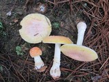 Amanita persicina image