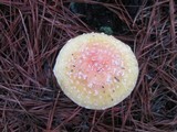 Amanita persicina image