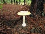 Amanita persicina image