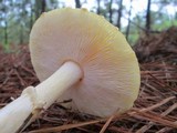 Amanita persicina image