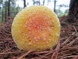 Amanita persicina image