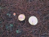 Amanita persicina image