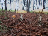 Amanita persicina image