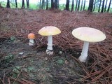 Amanita persicina image