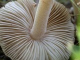 Inocybe albodisca image