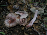 Inocybe adaequata image