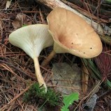 Clitocybe gibba image
