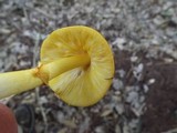 Amanita flavoconia var. inquinata image