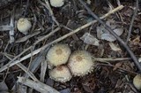Coprinopsis variegata image