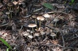 Coprinopsis variegata image