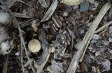 Coprinopsis variegata image