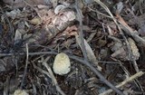 Coprinopsis variegata image