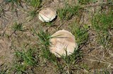 Agaricus bitorquis image