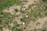 Agaricus bitorquis image