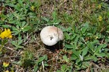 Agaricus bitorquis image