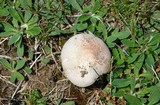 Agaricus bitorquis image