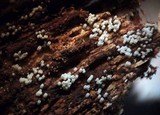 Henningsomyces candidus image