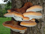 Inonotus hispidus image
