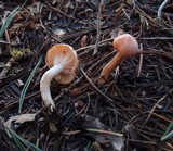 Hygrophorus goetzei image