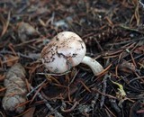 Hygrophorus goetzei image