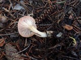 Hygrophorus goetzei image