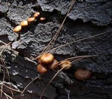 Kuehneromyces lignicola image