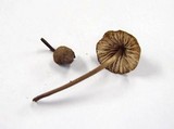 Mycena abramsii image
