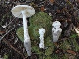 Amanita longipes image